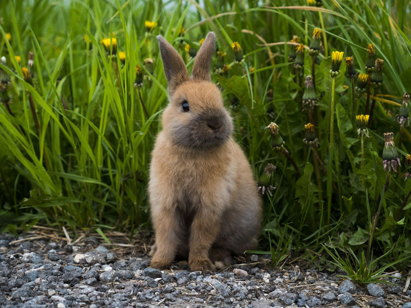 Cuánto vive un conejo enano y cómo alargar su esperanza de vida