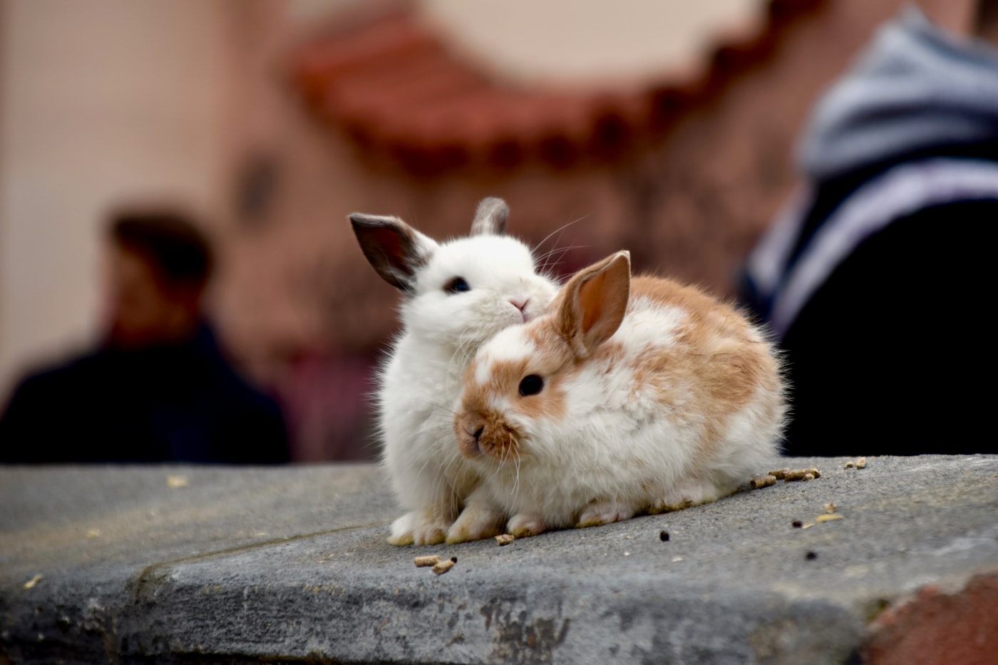 Esterilizar o castrar a un conejo enano: cuándo, beneficios y precio
